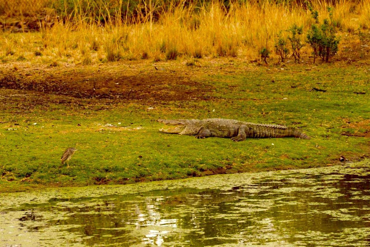 Aura Wildlife Camp And Resorts Marchula Dış mekan fotoğraf