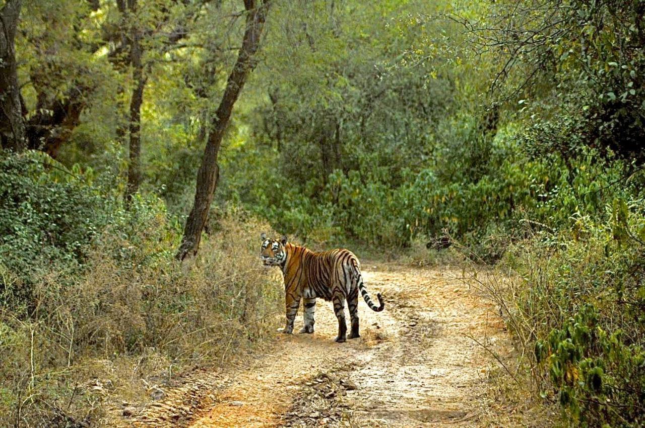 Aura Wildlife Camp And Resorts Marchula Dış mekan fotoğraf